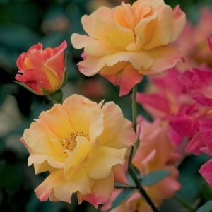 ROSA `JOSEPH`S COAT` - CL