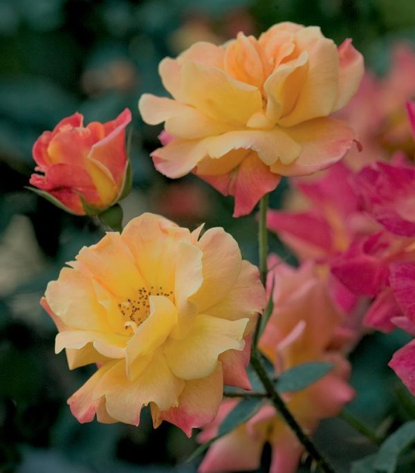 ROSA `JOSEPH`S COAT` - CL