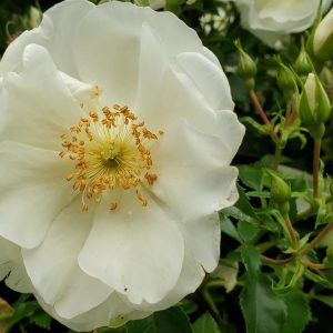 ROSA `WHITE DAWN` - CL