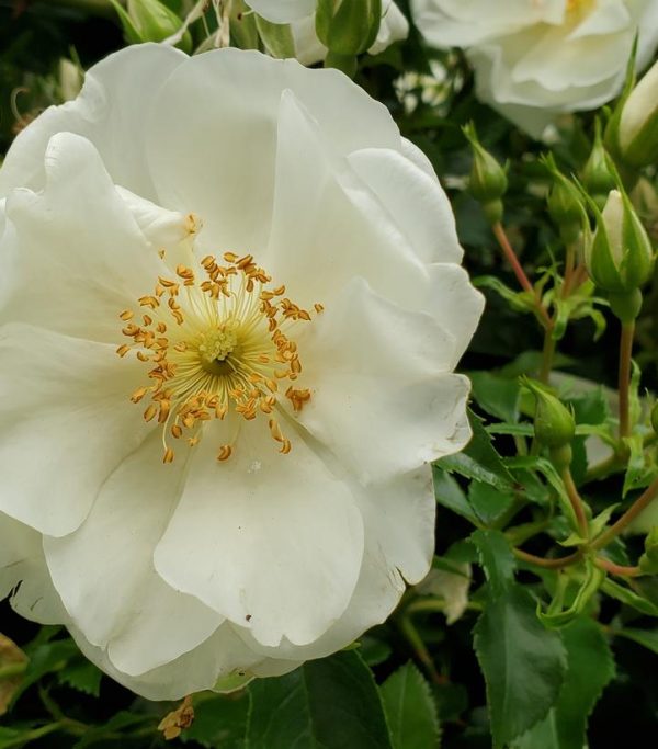 ROSA `WHITE DAWN` - CL