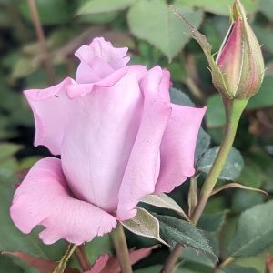 ROSA `BLUE GIRL`