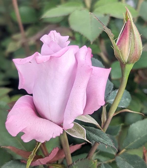 ROSA `BLUE GIRL`