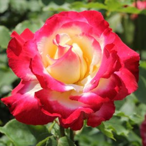 ROSA `DOUBLE DELIGHT`