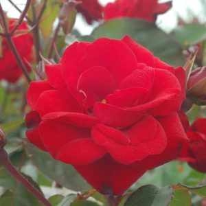 ROSA `EUROPEANA`