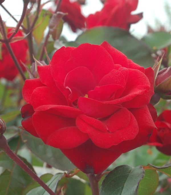 ROSA `EUROPEANA`