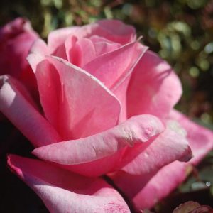 ROSA `FIRST PRIZE`