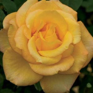 ROSA `GOLD MEDAL`