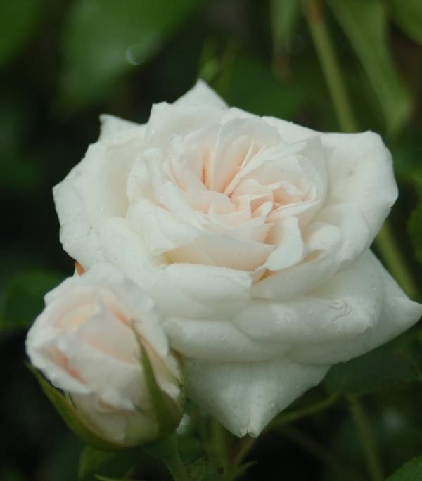 ROSA `ICEBERG`
