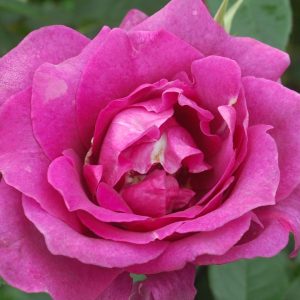 ROSA `INTRIGUE`