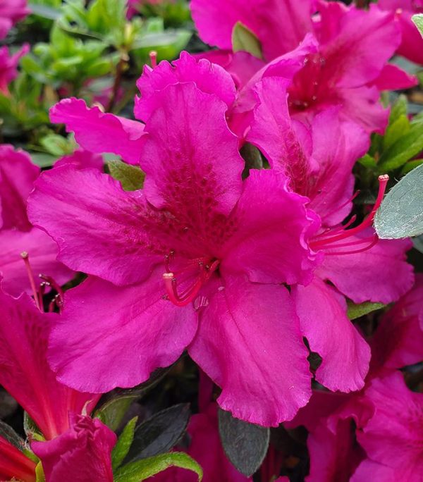 AZALEA `GIRARD`S FUCHSIA`