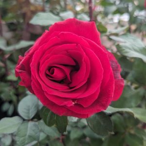 ROSA `MISTER LINCOLN`
