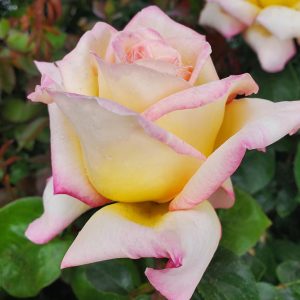 ROSA `PEACE`