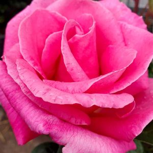ROSA `PERFUME DELIGHT`