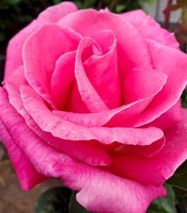 ROSA `PERFUME DELIGHT`