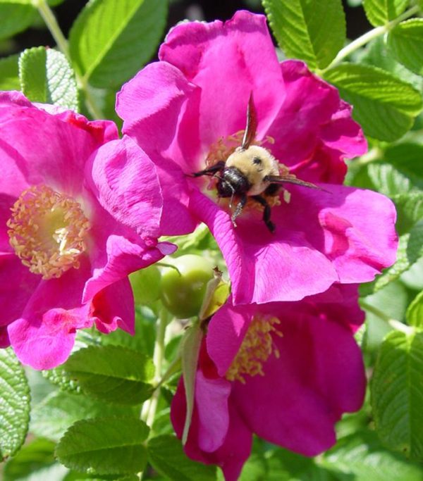 ROSA X `PURPLE PAVEMENT`