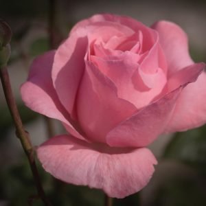 ROSA `QUEEN ELIZABETH`