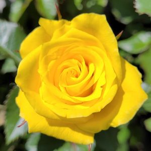 ROSA `SUNSPRITE`