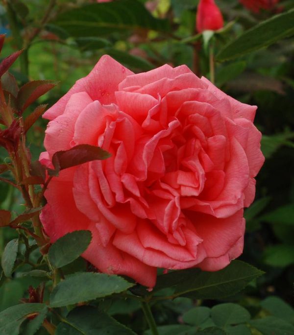 ROSA X `TROPICANA`
