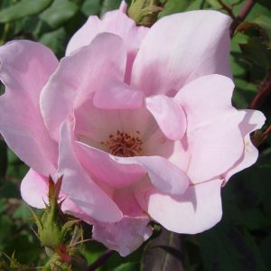 ROSA `BLUSHING KNOCK OUT`