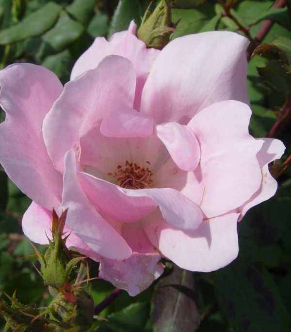 ROSA `BLUSHING KNOCK OUT`