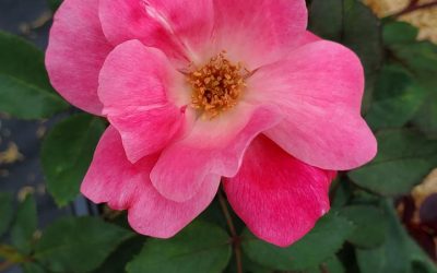 Pink Knock Out® Rose