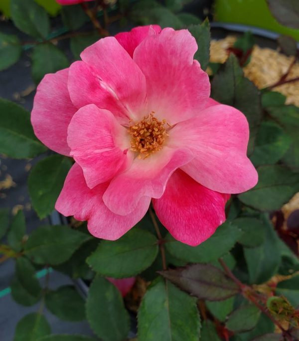 ROSA `PINK KNOCK OUT`