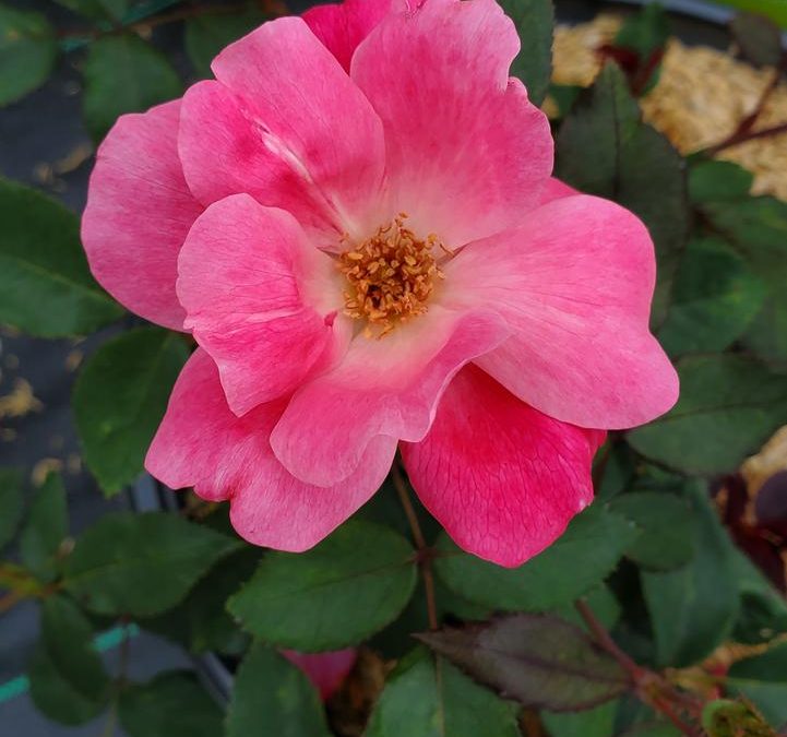 Pink Knock Out® Rose