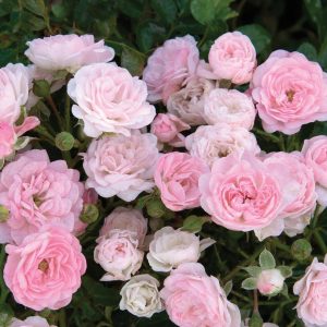ROSA `THE FAIRY`