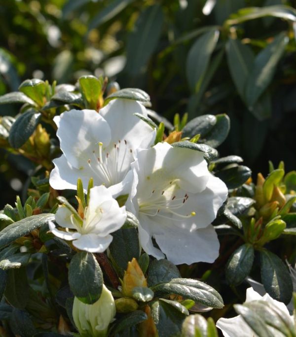 AZALEA `GIRARD`S PLEASANT WHITE`