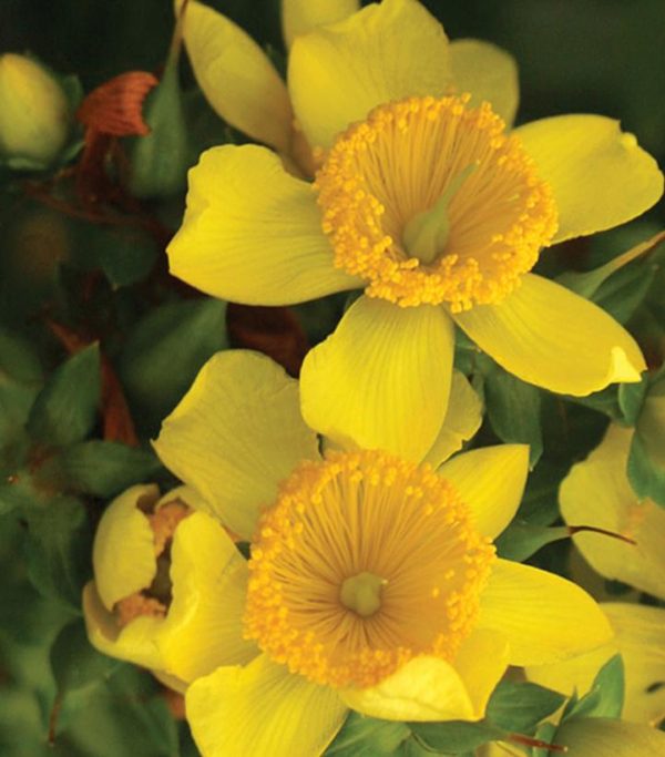HYPERICUM X `SUNNY BOULEVARD`