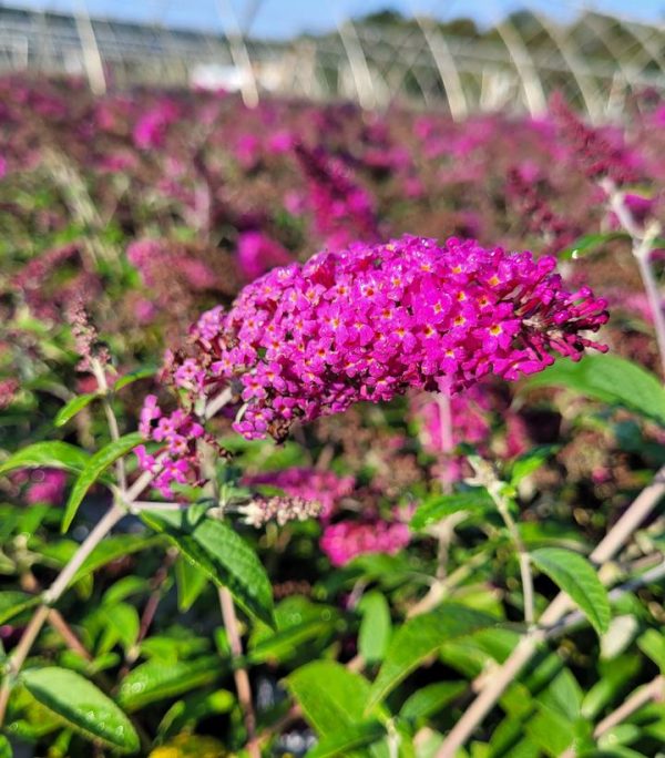 BUDDLEIA X `MISS RUBY`