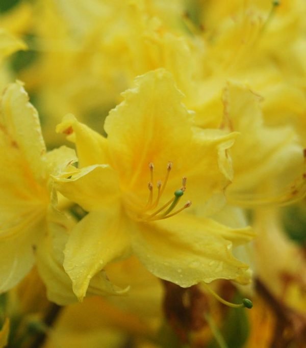 AZALEA `LEMON LIGHTS`