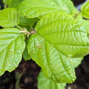 HAMAMELIS VIRGINIANA