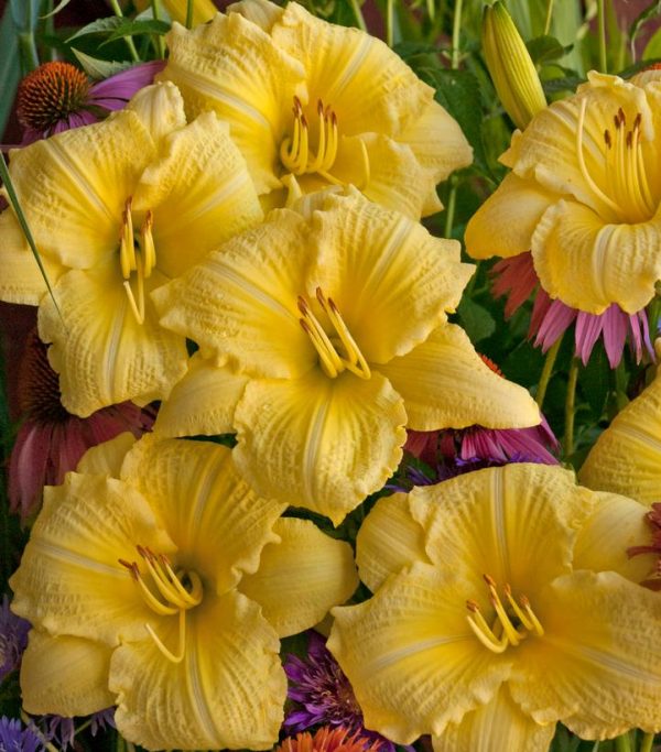 HEMEROCALLIS RAINBOW RHYTHM `GOING BANANAS`