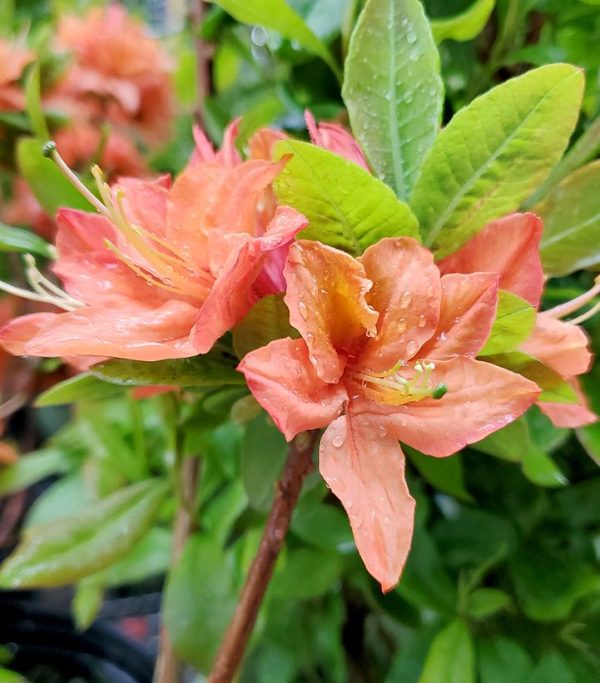 AZALEA `MANDARIN LIGHTS`