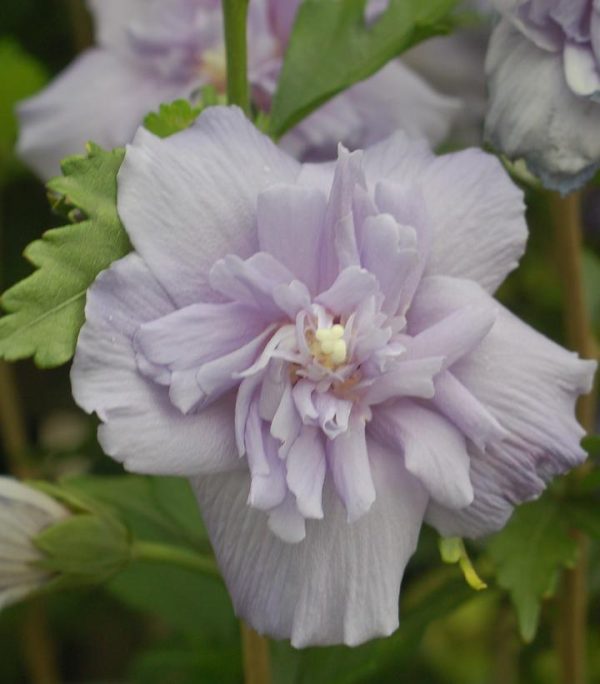 HIBISCUS SYR. `BLUE CHIFFON`