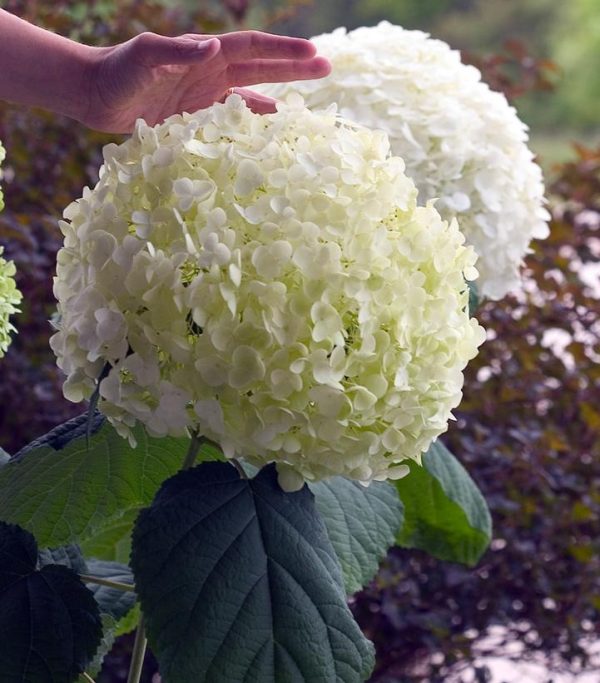 HYDRANGEA ARB. `INCREDIBALL`