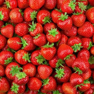 STRAWBERRY `EARLIGLOW`