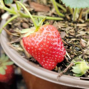 STRAWBERRY `SEASCAPE`