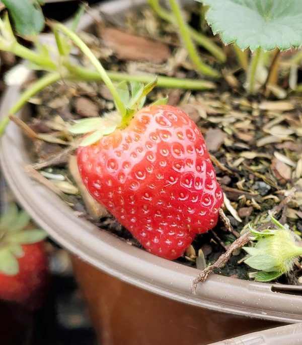 STRAWBERRY `SEASCAPE`