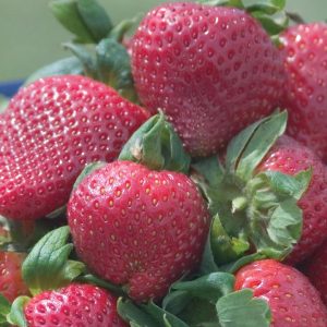 STRAWBERRY `SPARKLE`