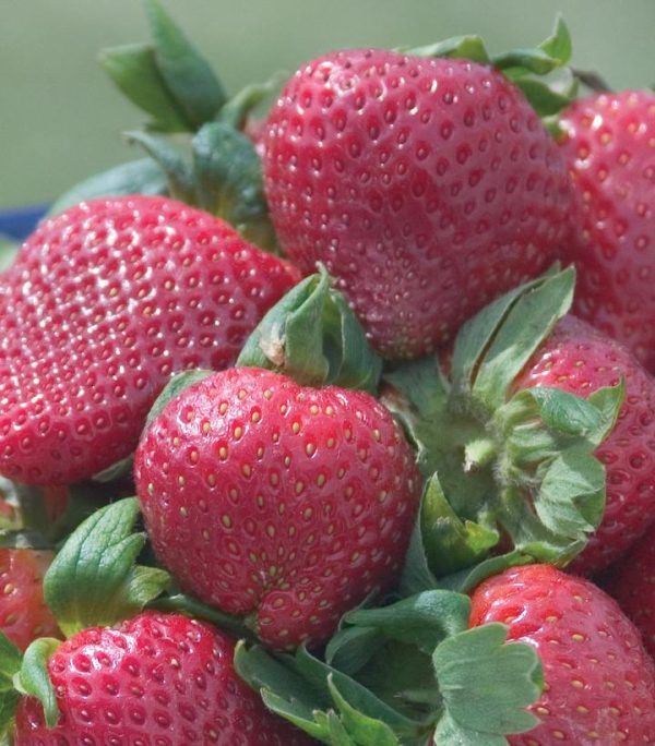 STRAWBERRY `SPARKLE`