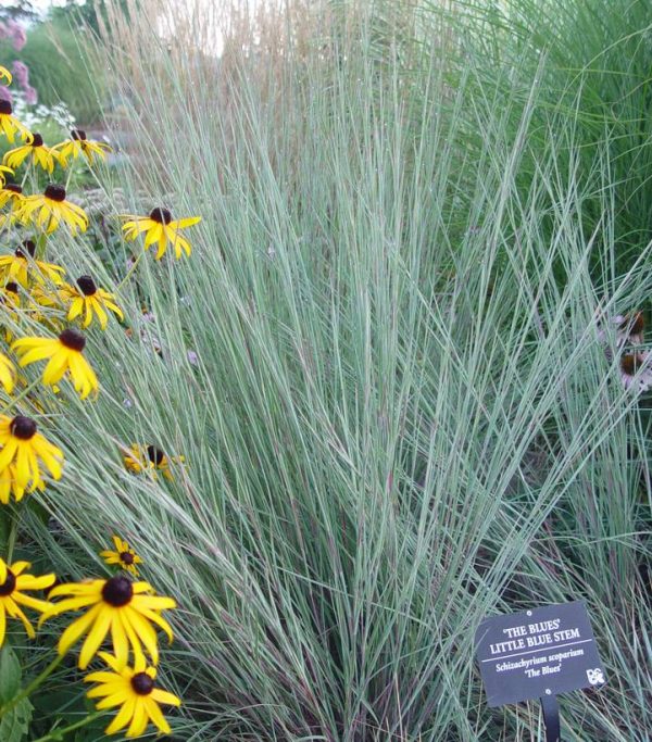 SCHIZACHYRIUM SCOPARIUM `THE BLUES`