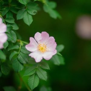 ROSA PALUSTRIS