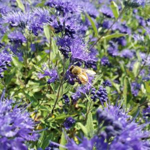 CARYOPTERIS X CLAND. `SAPPHIRE SURF`