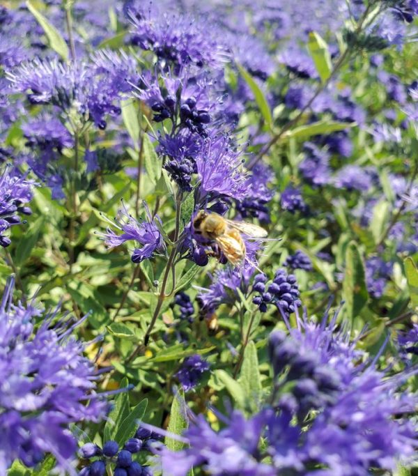 CARYOPTERIS X CLAND. `SAPPHIRE SURF`