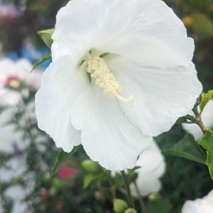 HIBISCUS SYR. `BALI`