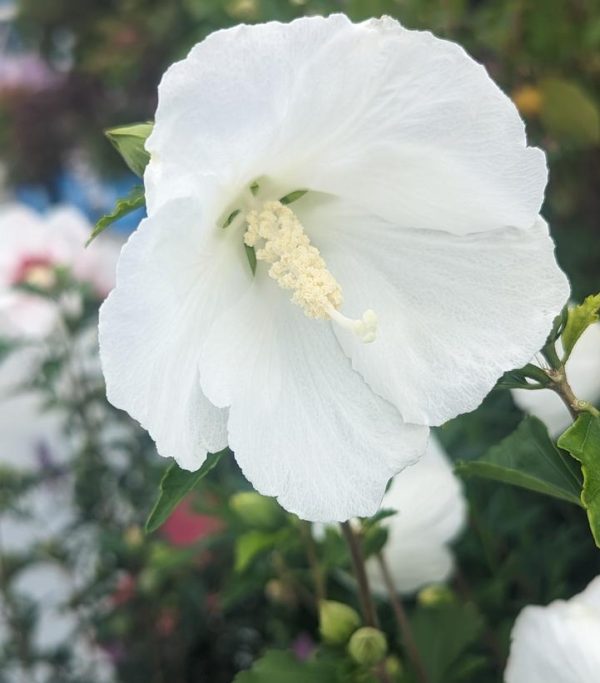 HIBISCUS SYR. `BALI`