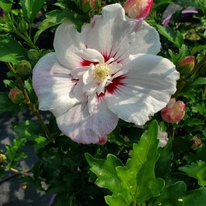 HIBISCUS SYR. `FIJI`