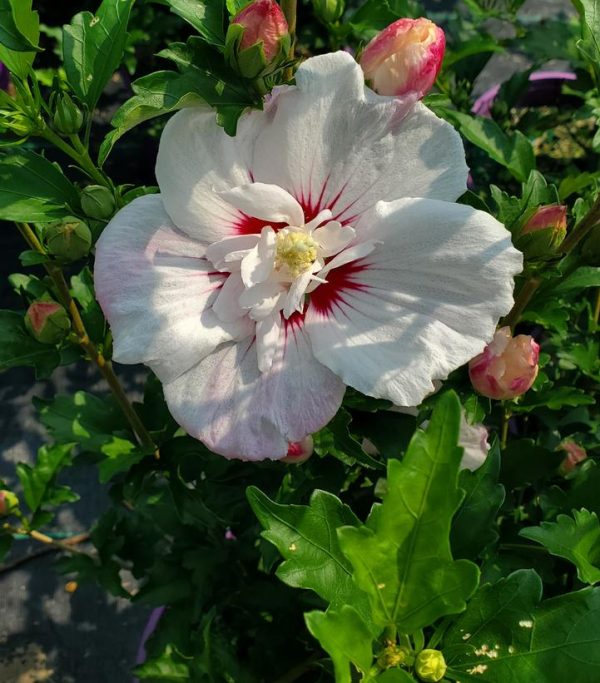 HIBISCUS SYR. `FIJI`